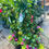 Thumbnail: 16” Dipladenia Summer Planter 