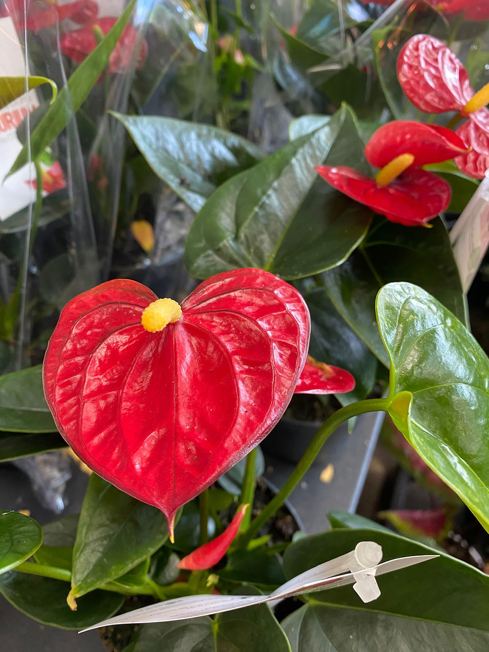 Thumbnail: 4” Anthurium 