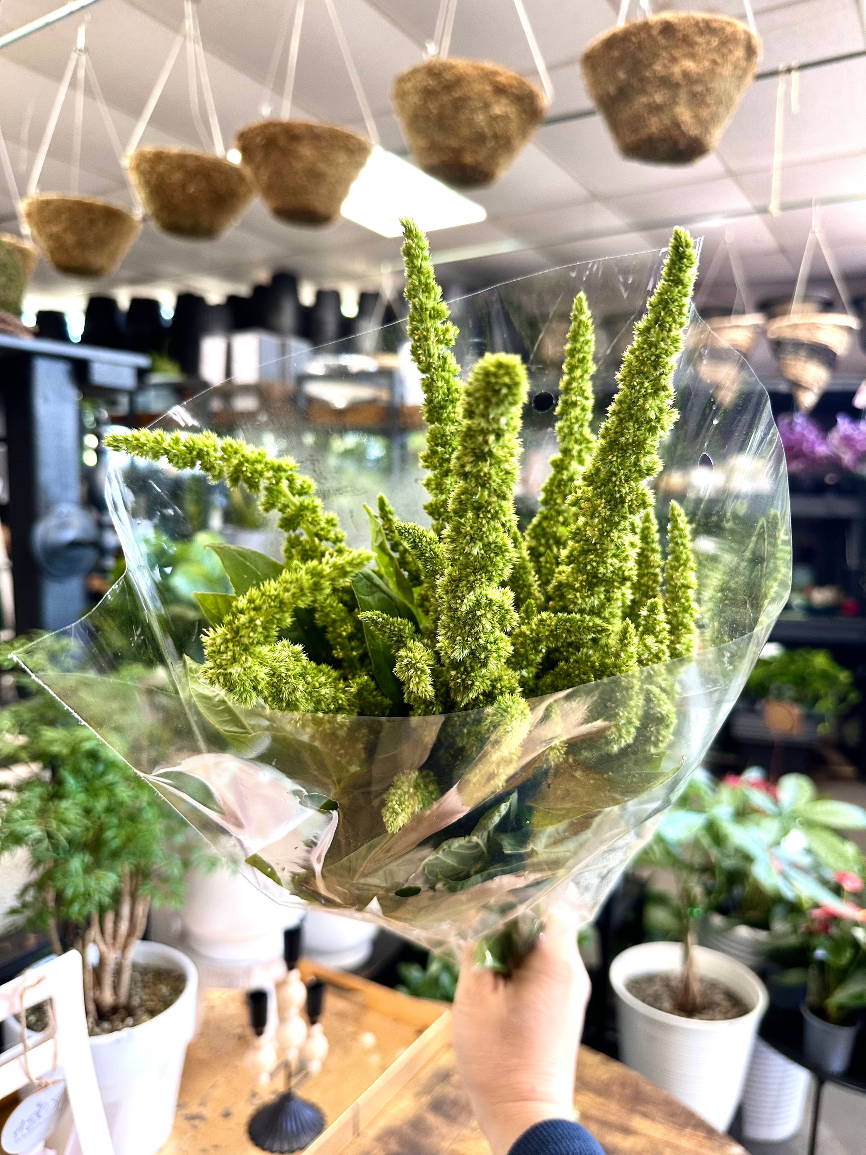 Amaranthus Green Upright (Bunch) 