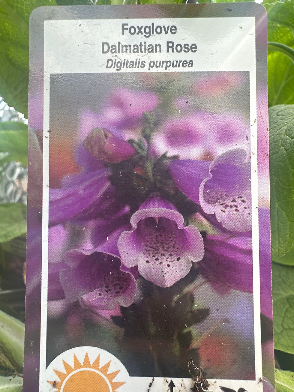 Thumbnail: Foxglove (Digitalis Purpurea)