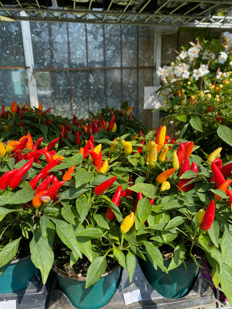 Thumbnail: Fall Ornamental Pepper