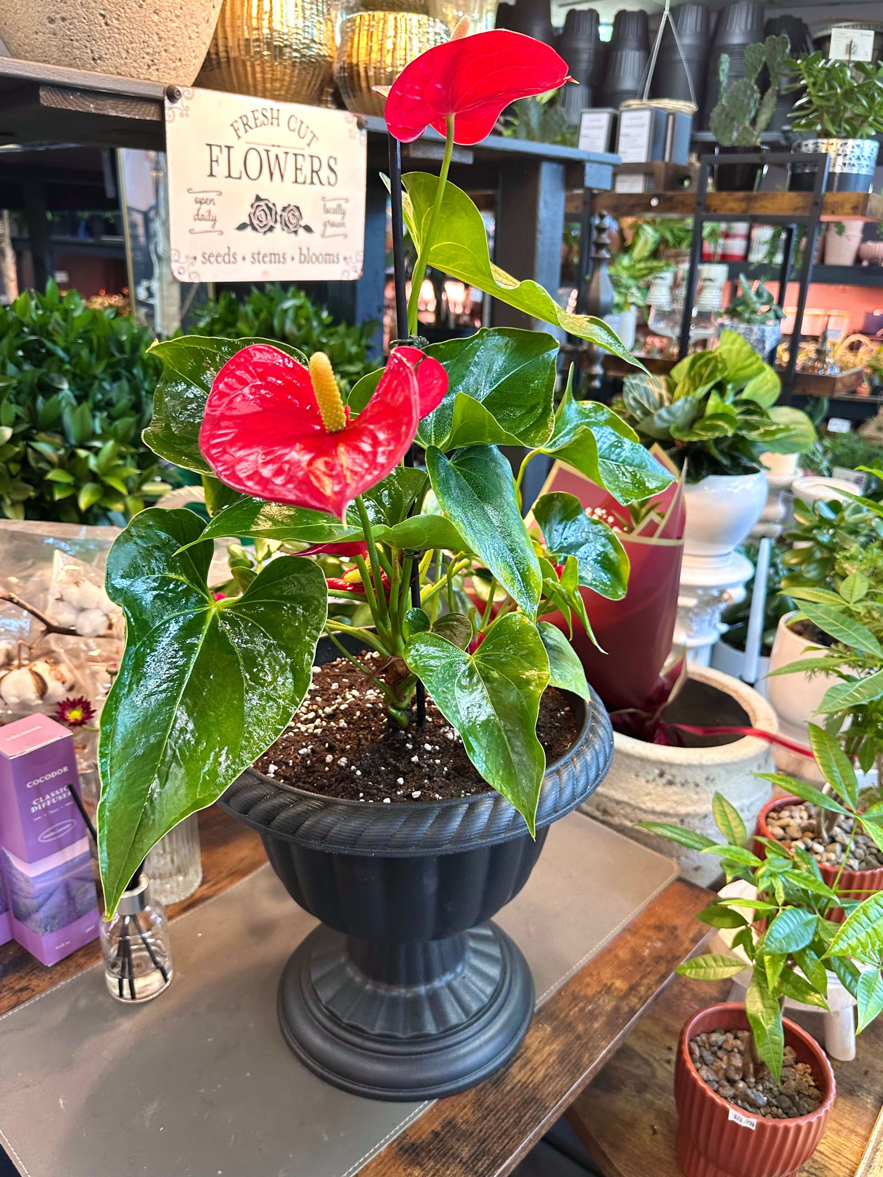 Anthurium Planter 