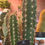 Thumbnail: Cactus