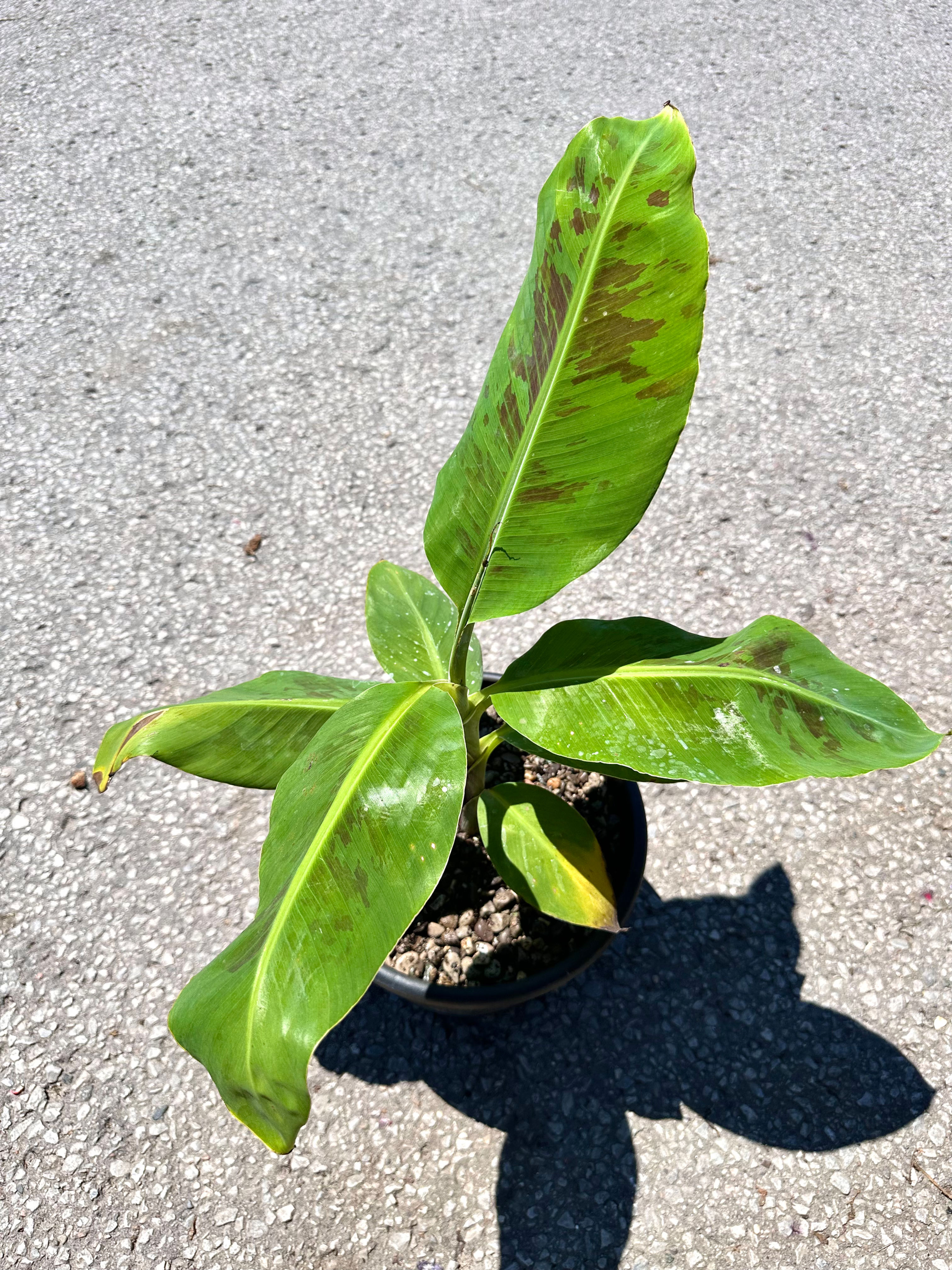 10” Small Banana Plant 