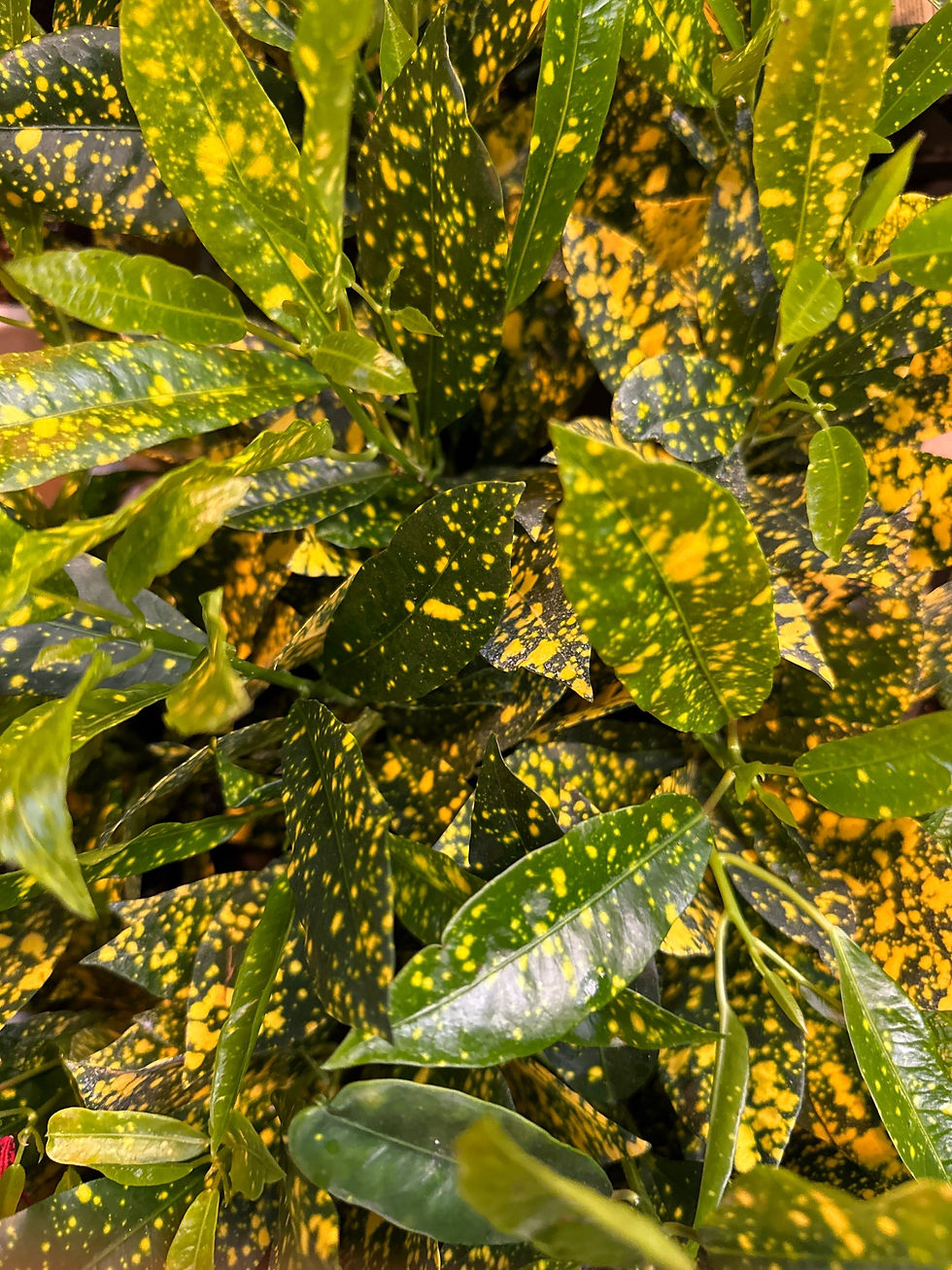 Thumbnail: Croton 