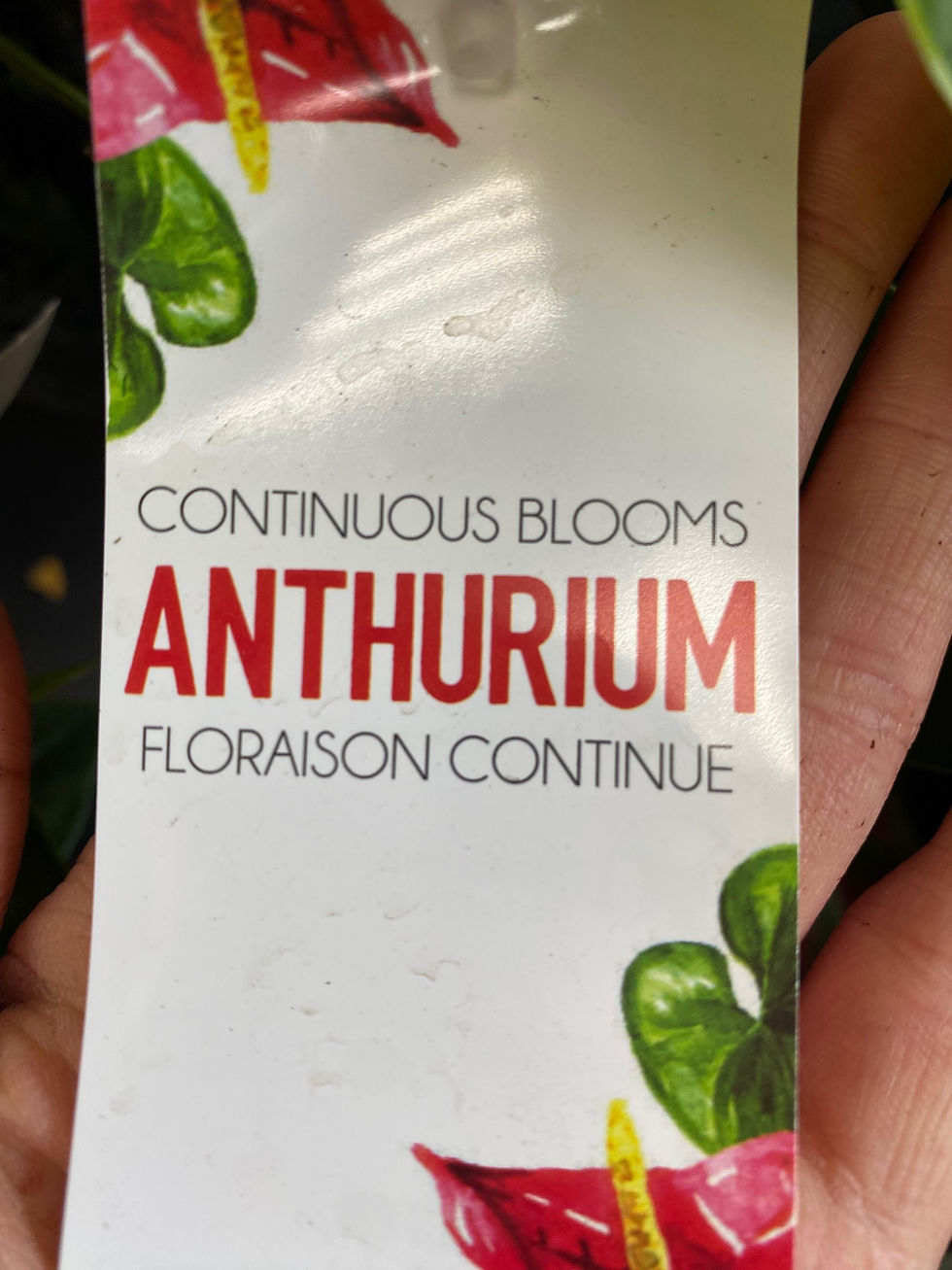 Thumbnail: 4” Anthurium 