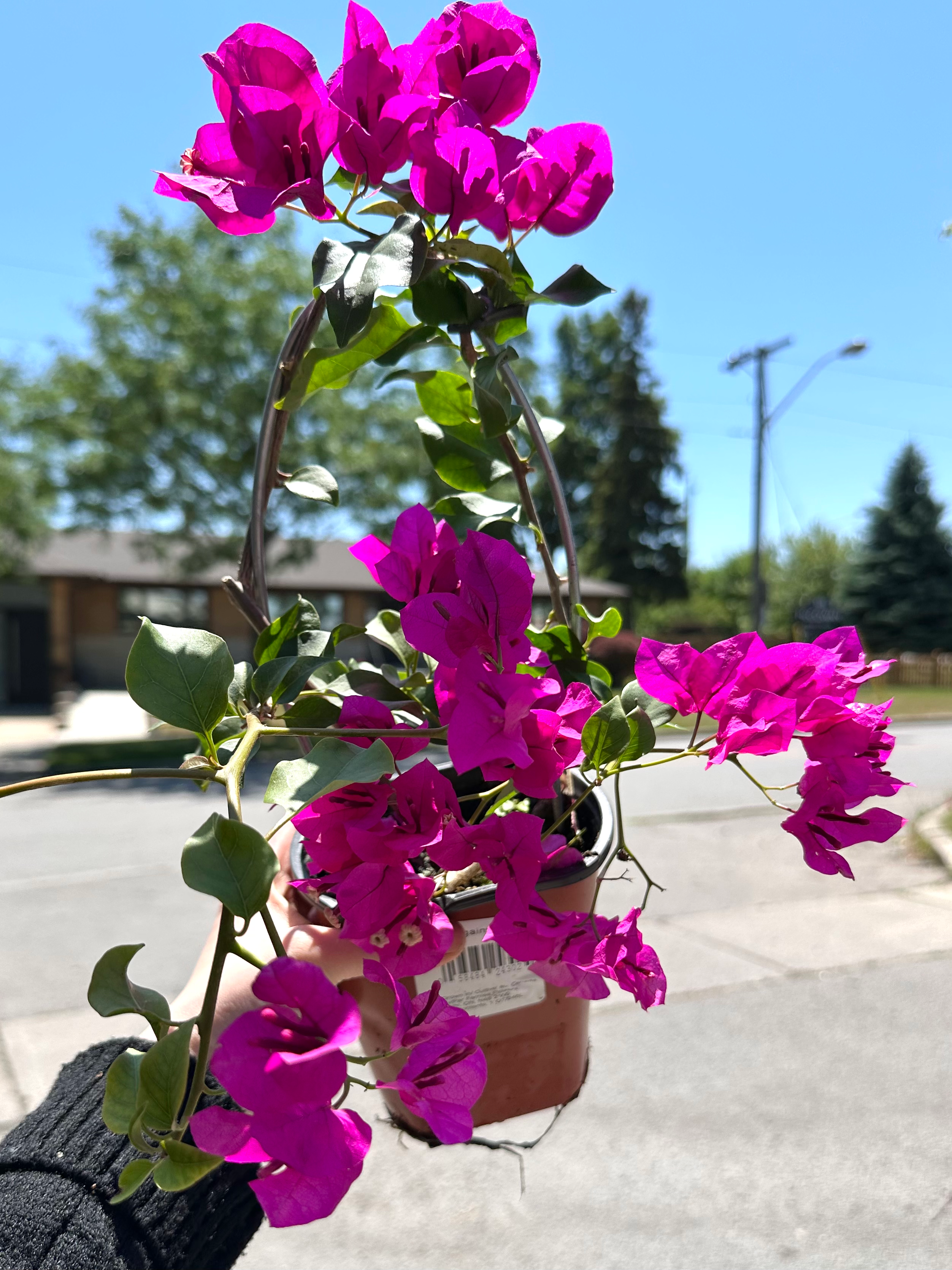 Bougainvillea (Quart) 