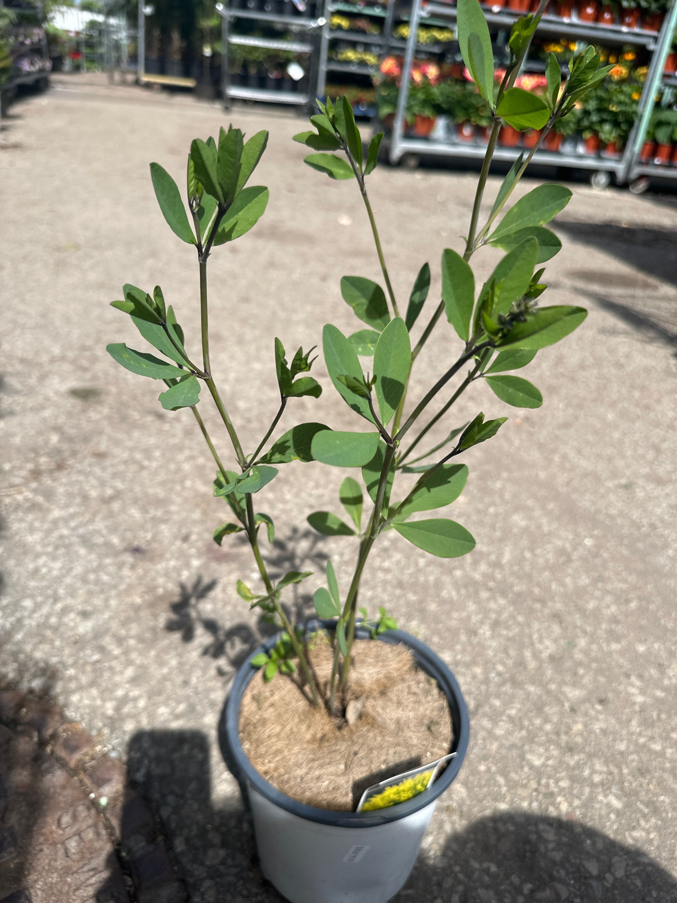 False Indigo(Baptisia)