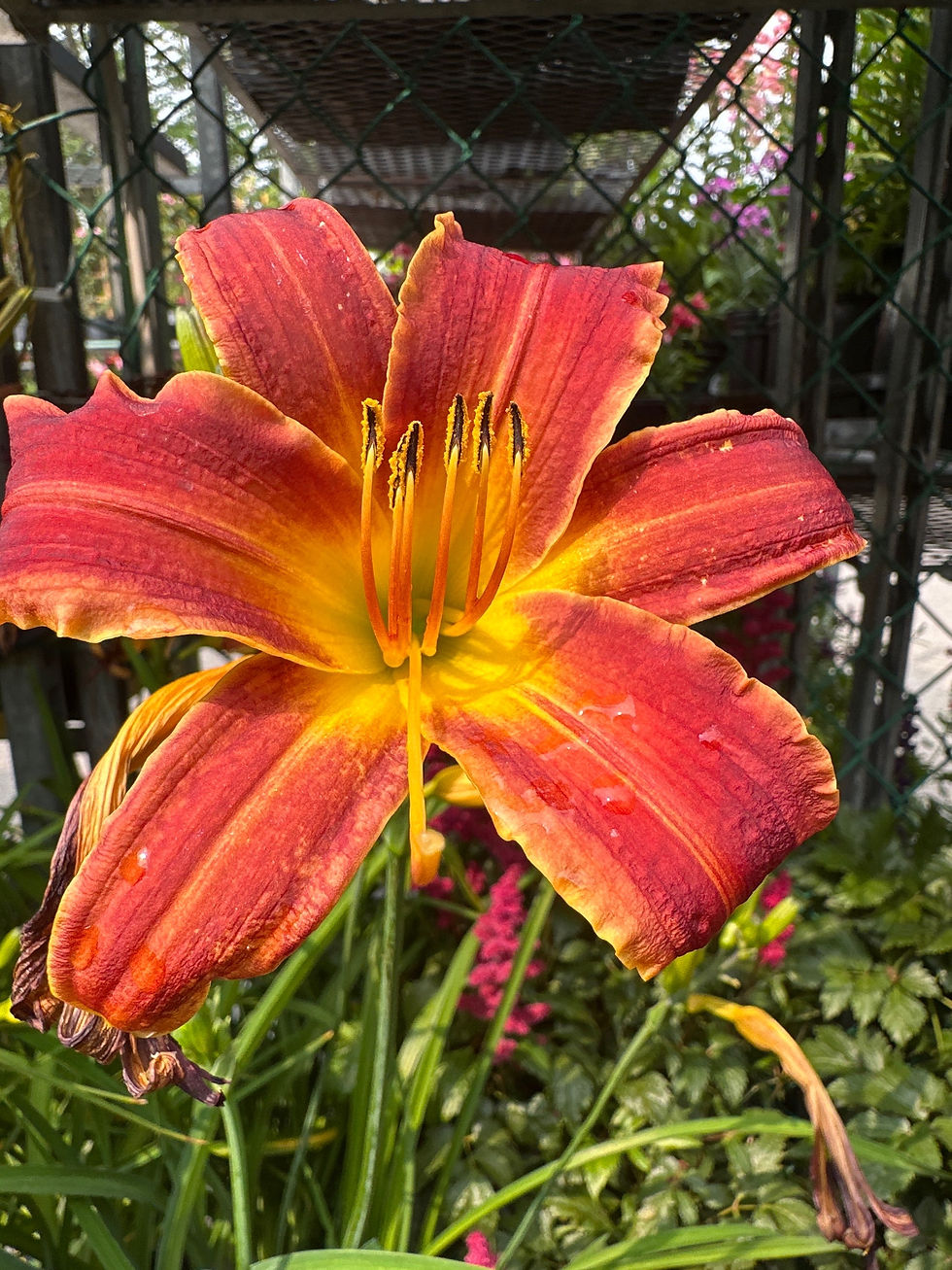 Thumbnail: Daylily(Hemerocallis)