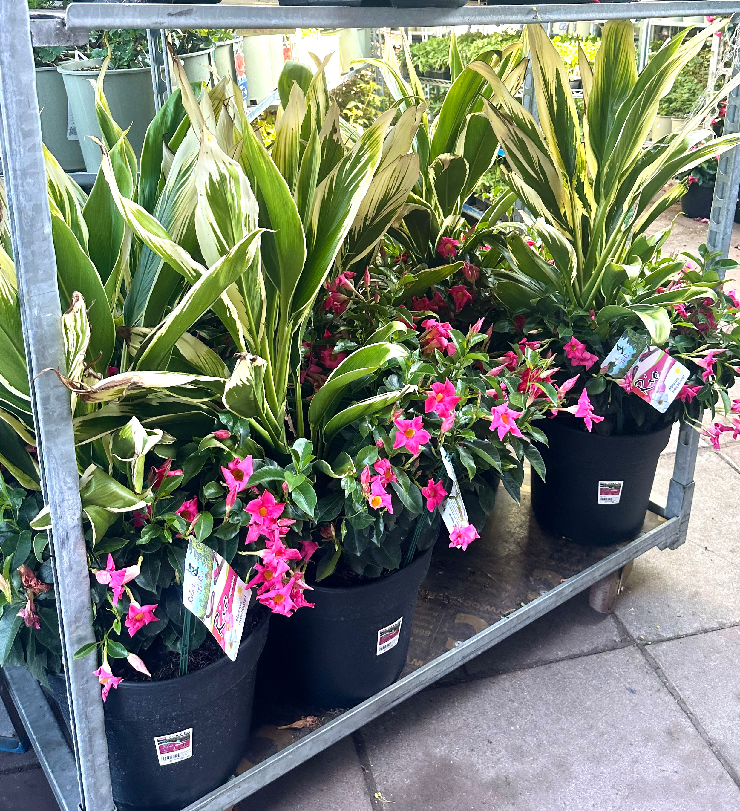 Dipladenia Rio Summer Planter 