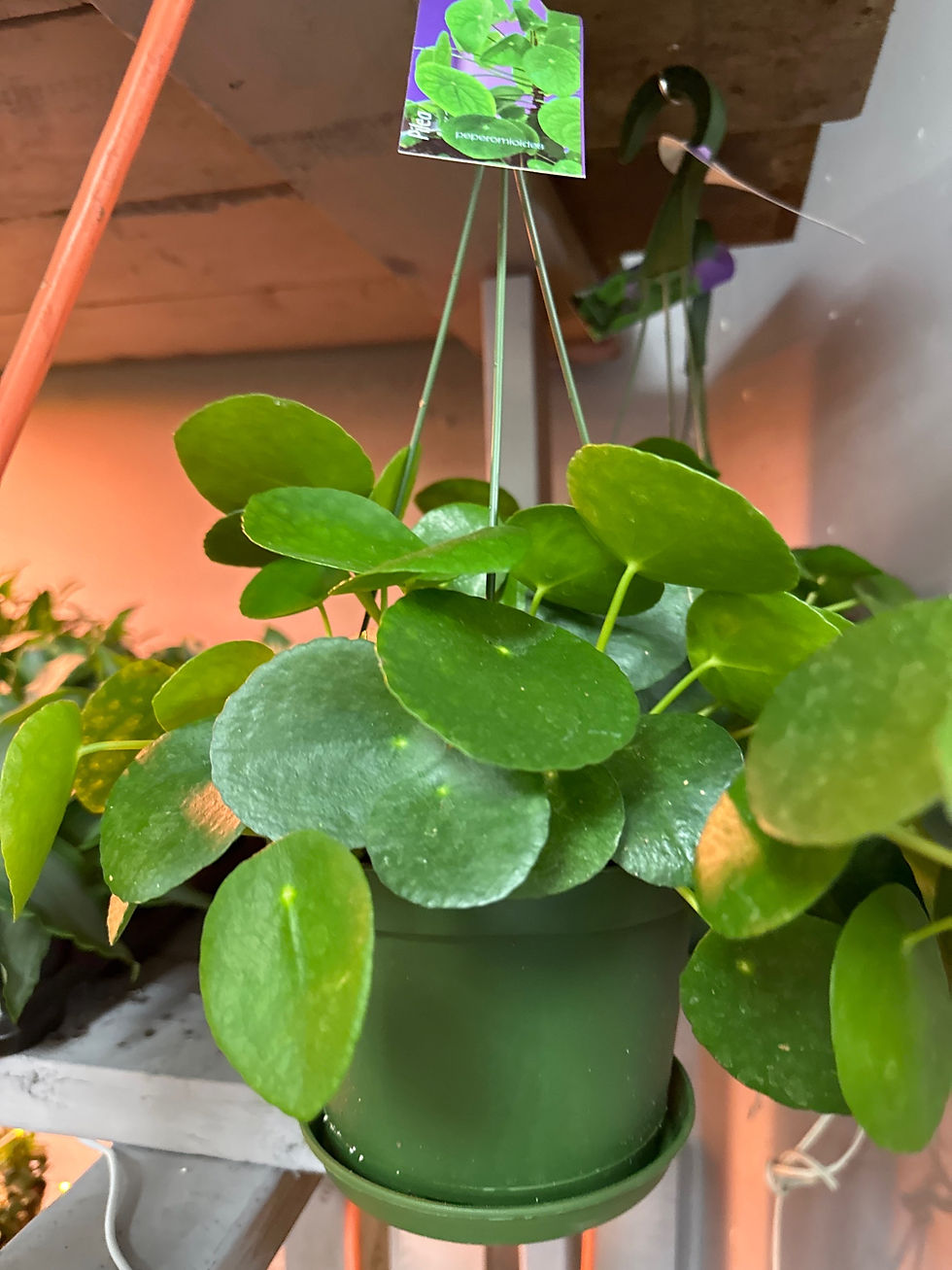 Thumbnail: Pilea Hanging Basket