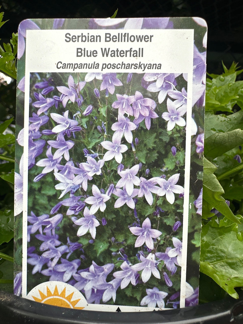 Thumbnail: Serbian Bellflower(Campanula poscharskyana)