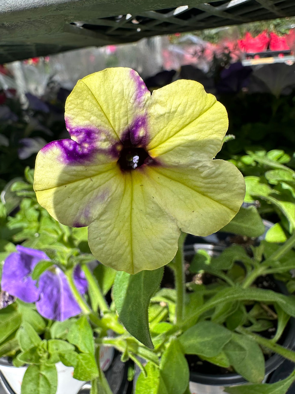 Thumbnail: Wave Petunia