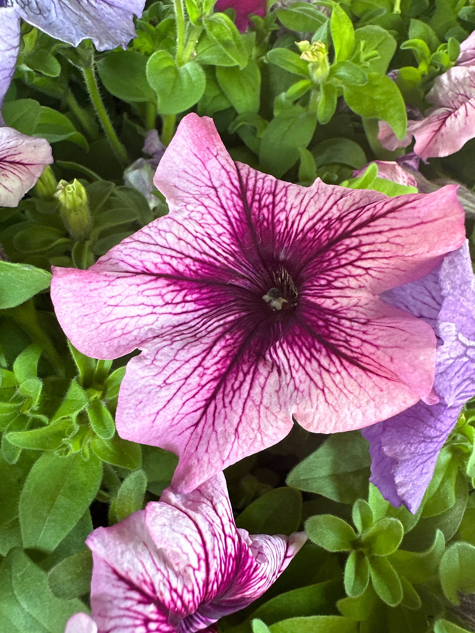 Thumbnail: Petunia Cell Pack