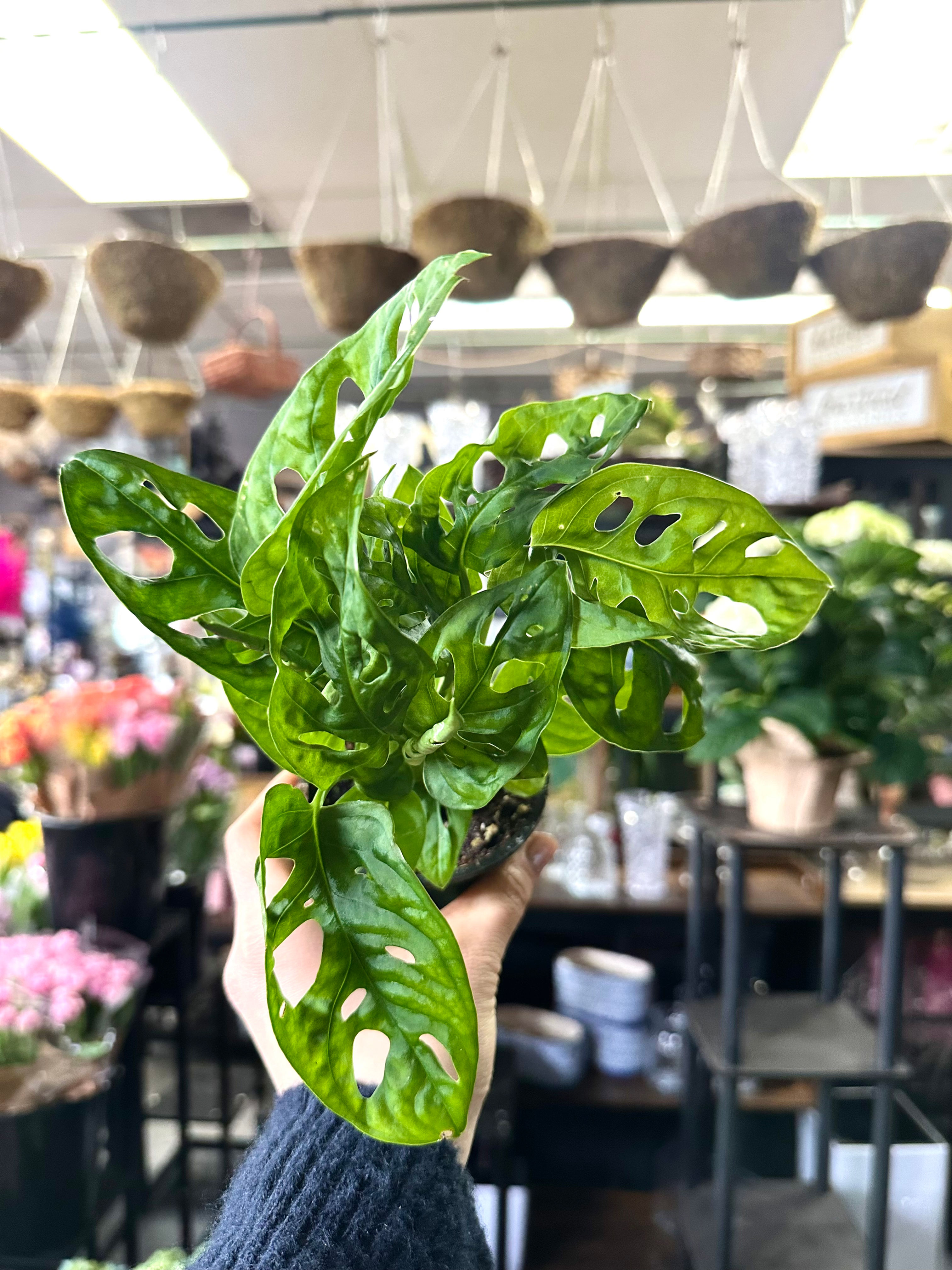 4” Swiss Philodendron 