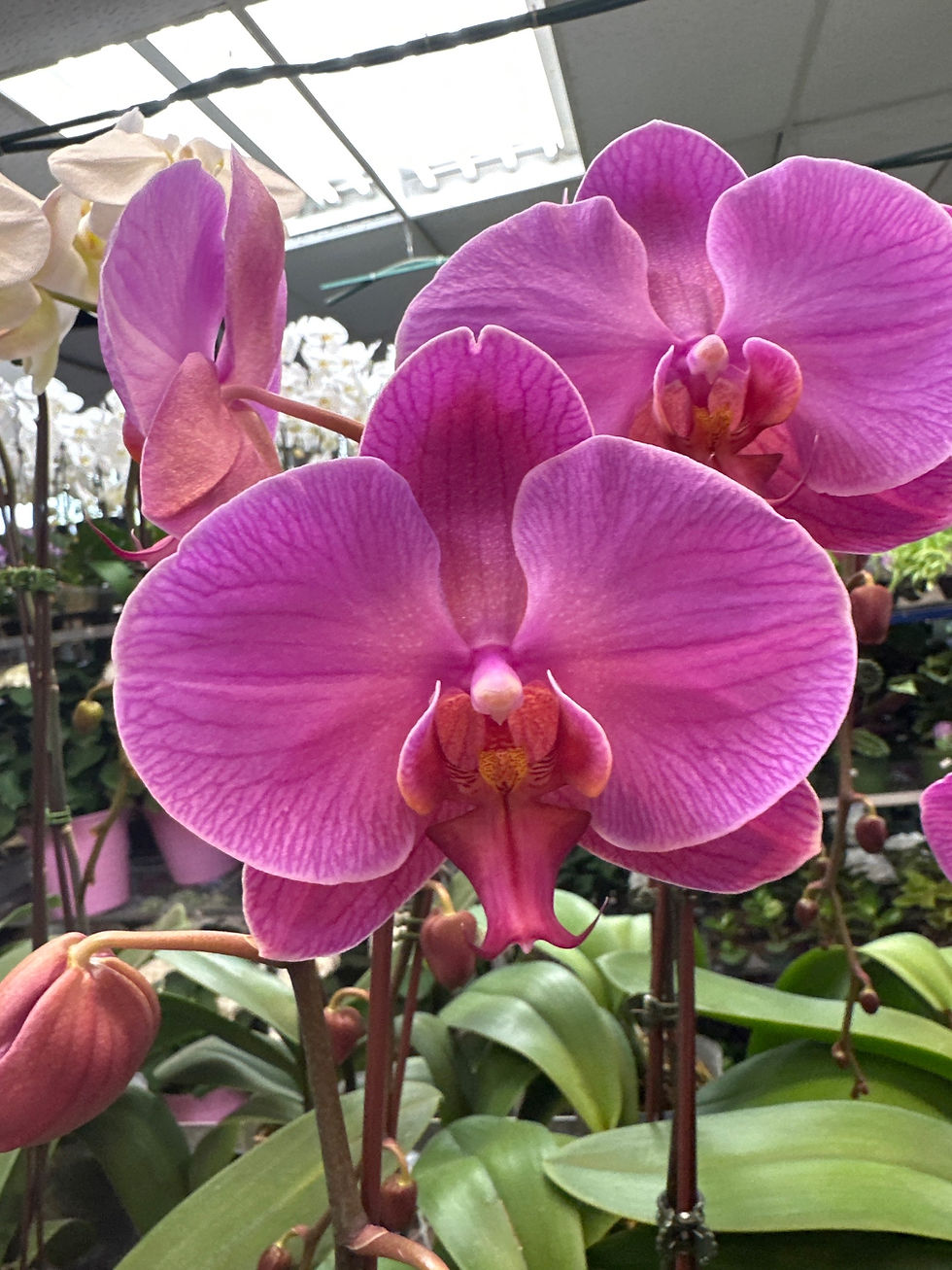 Thumbnail: Orchid 