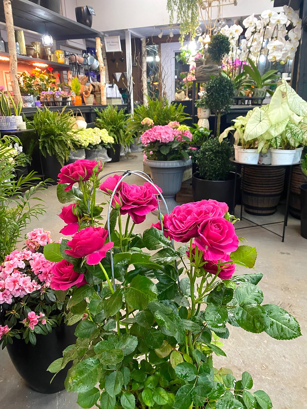 Thumbnail: 10” Patio Rose 