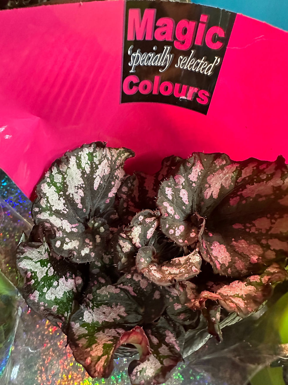 Thumbnail: Rex begonia