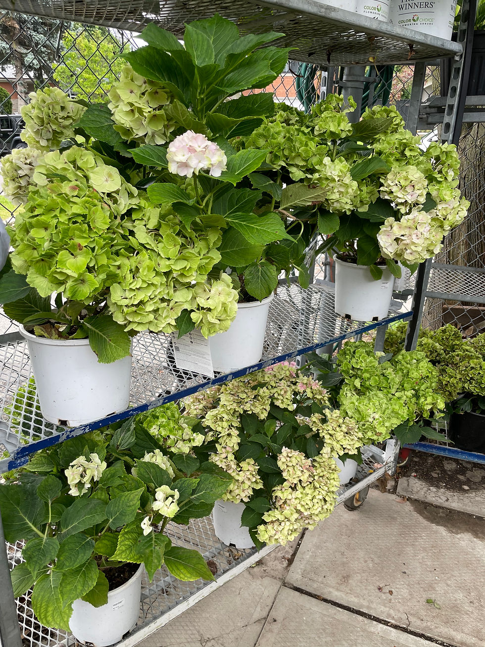 Everlasting White Hydrangeas