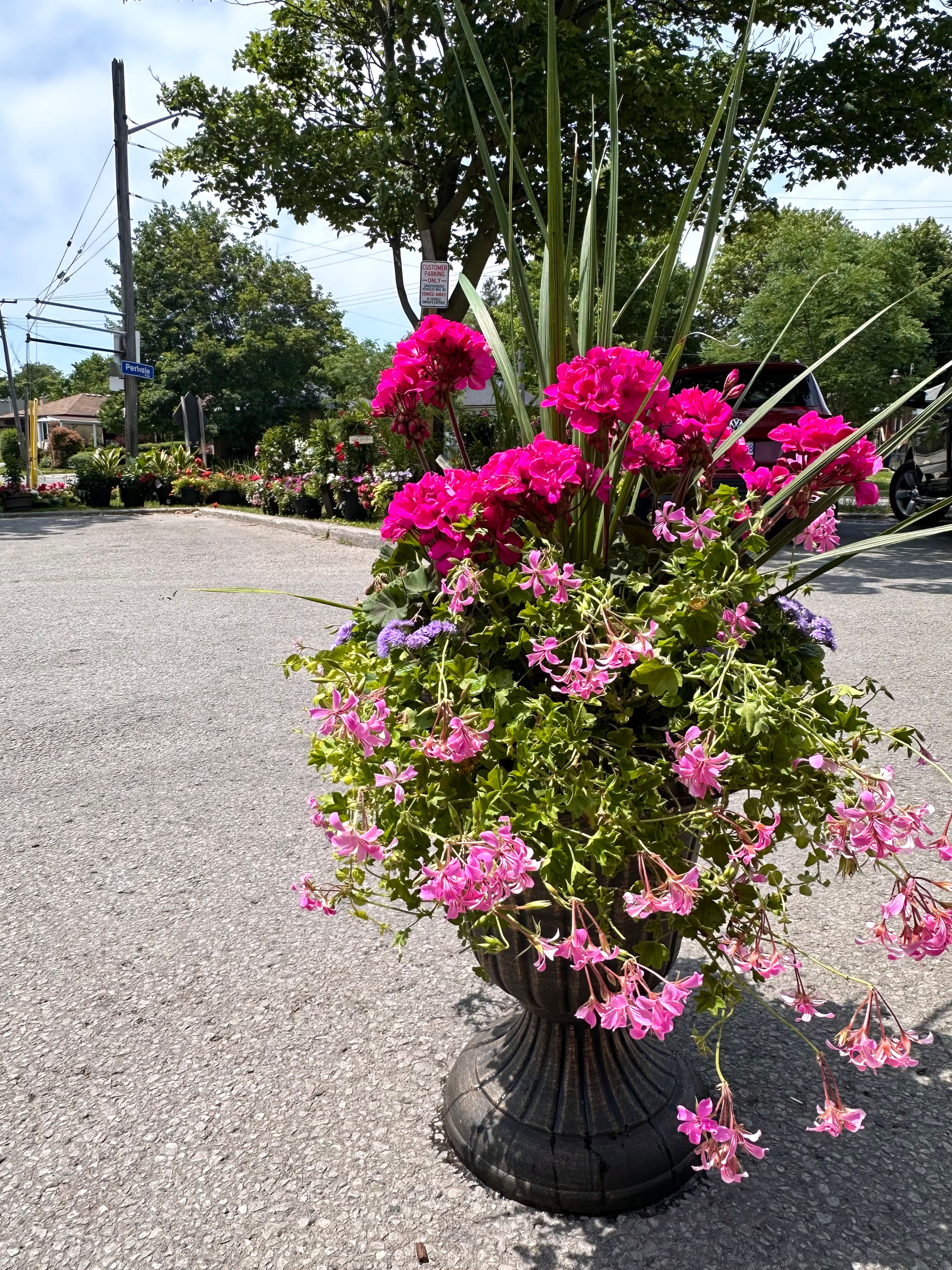 Geranium Mix Planter Urn