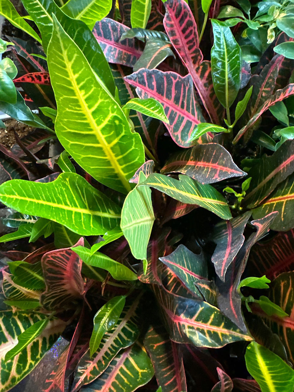 Thumbnail: Croton 
