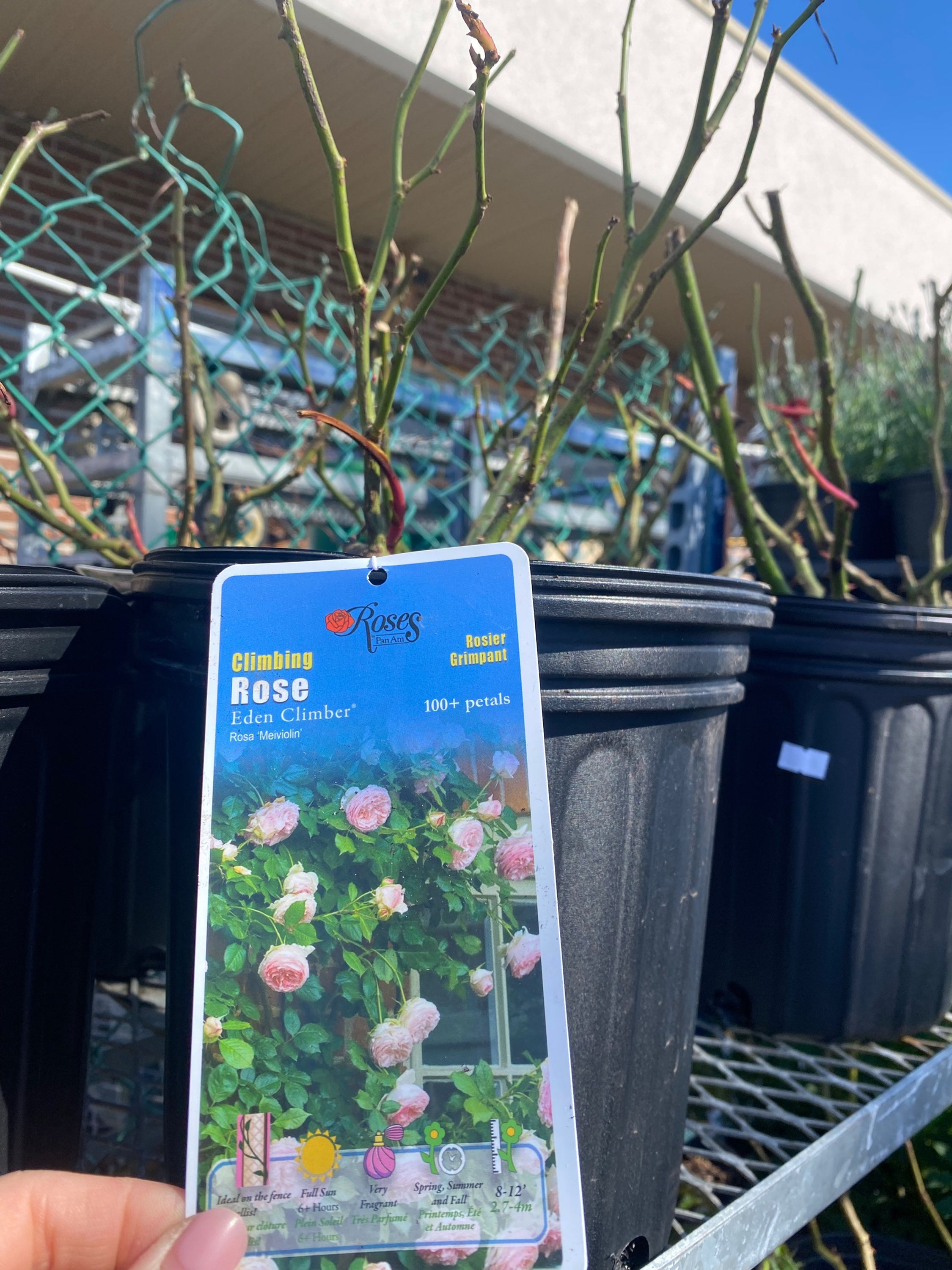 Eden Rose (Climbing) 