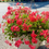 Thumbnail: Ivy Geranium Hanging Basket 