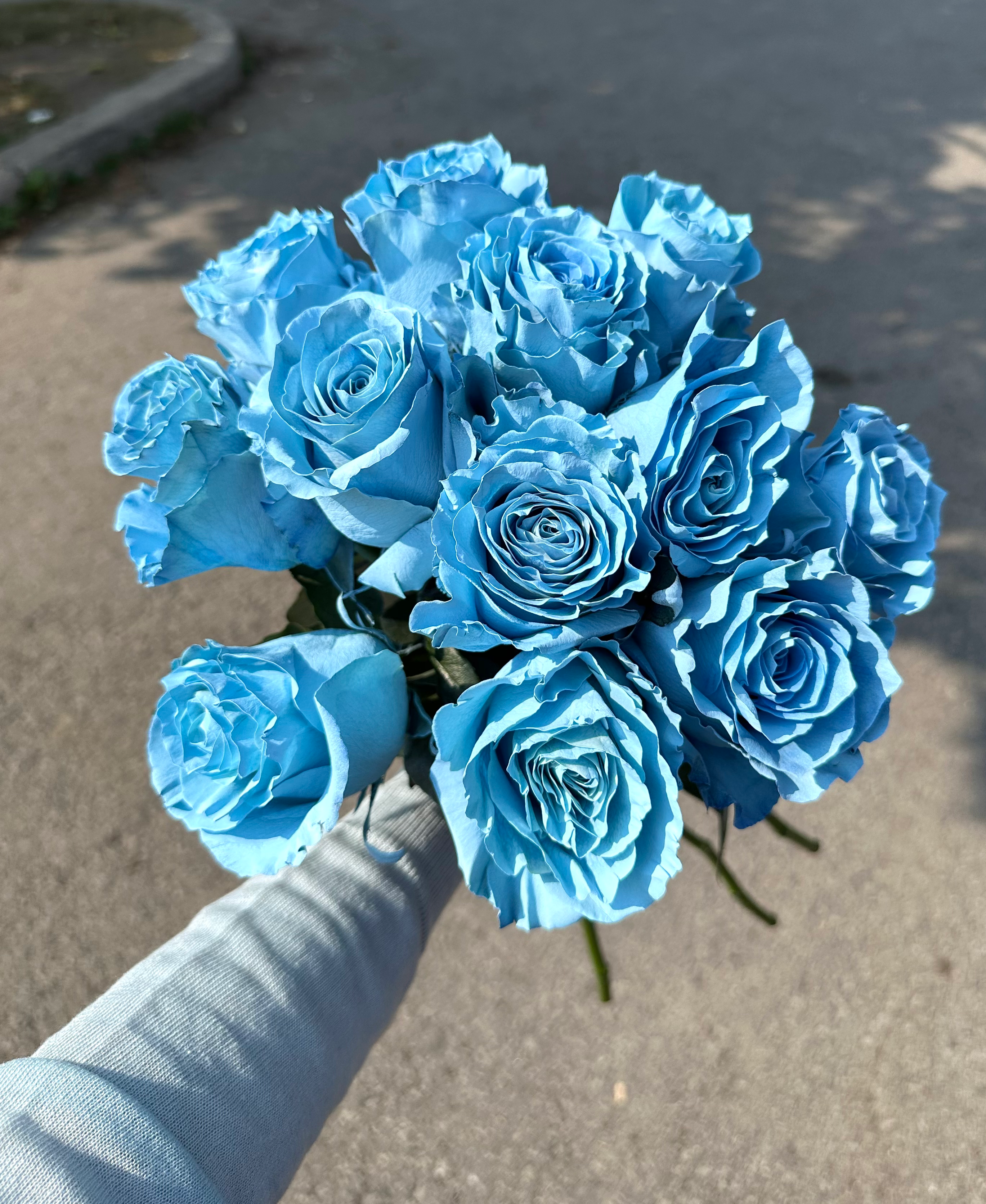 Dozen Sky Blue Roses 