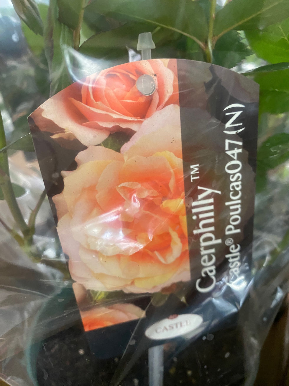 Thumbnail: 6” Patio Rose (Perennial) 