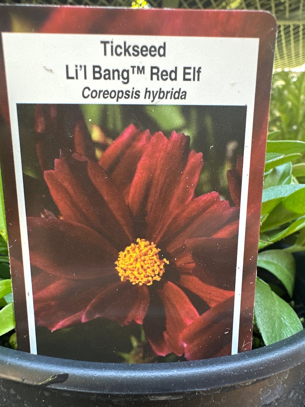 Thumbnail: Tickseed (Coreopsis hybrida)
