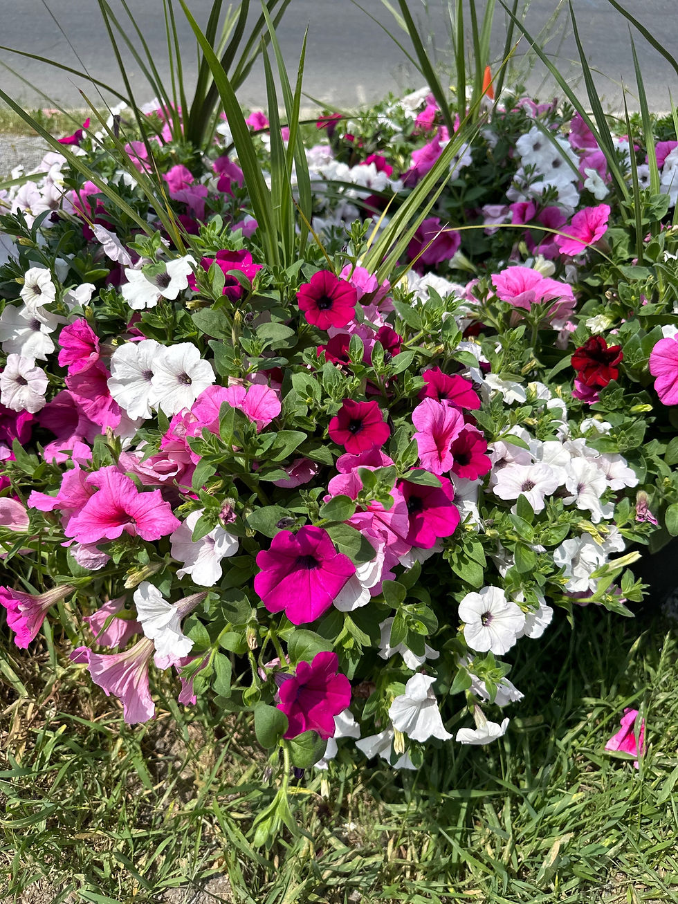 Thumbnail: Petunia Planter