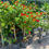 Thumbnail: Lantana Tree