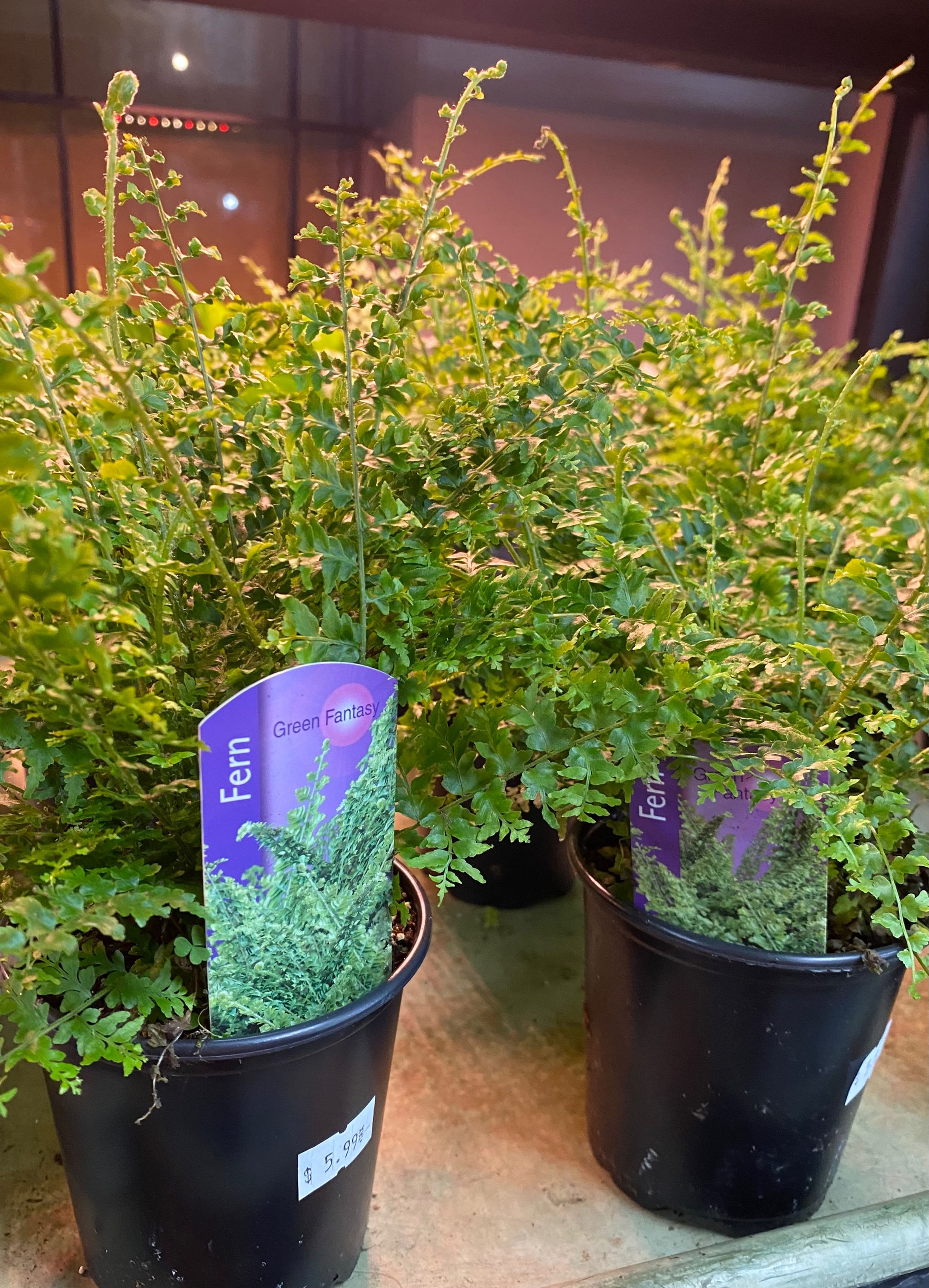 4” Green Fantasy Fern 