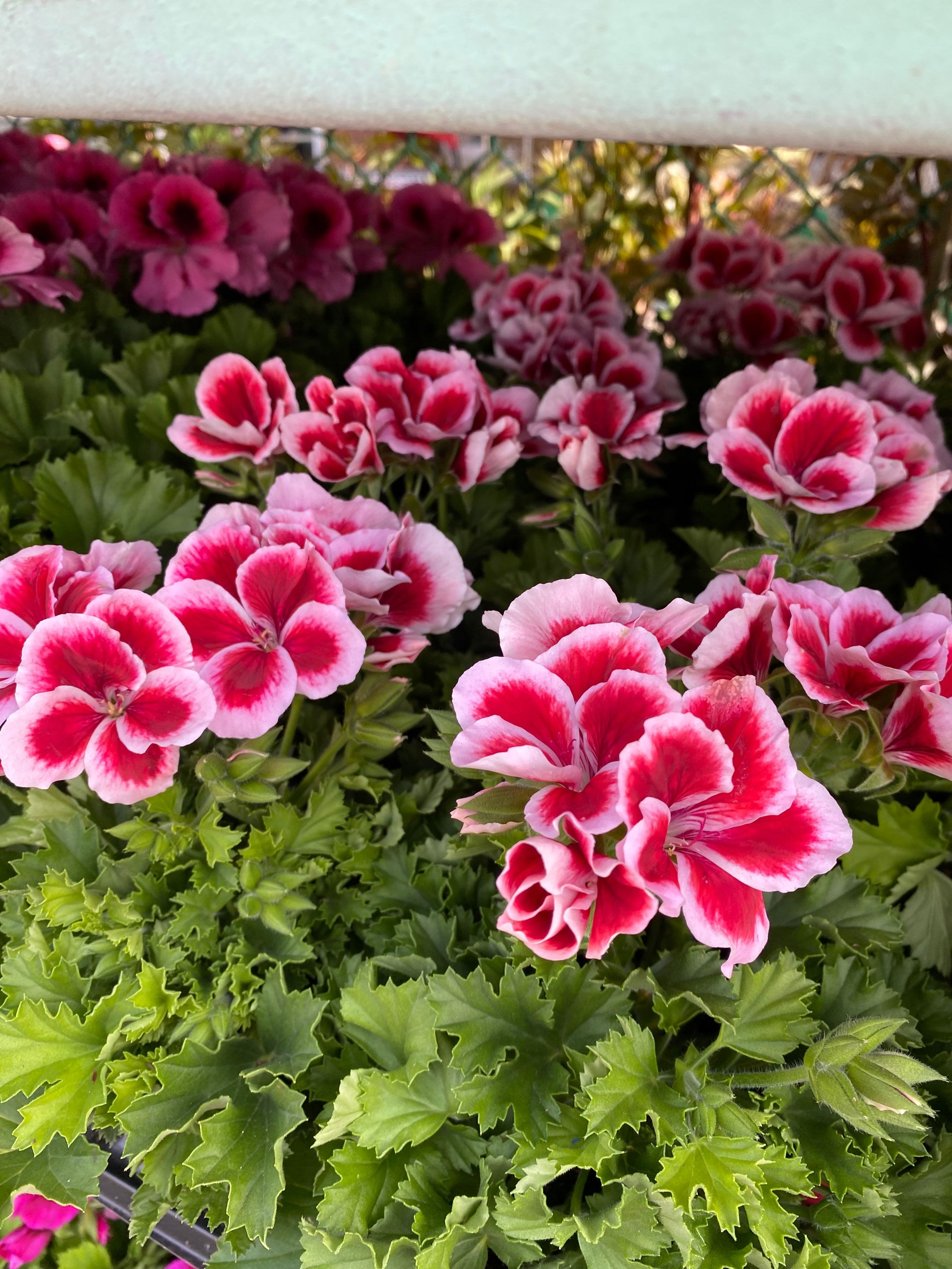 Martha Washington Geranium