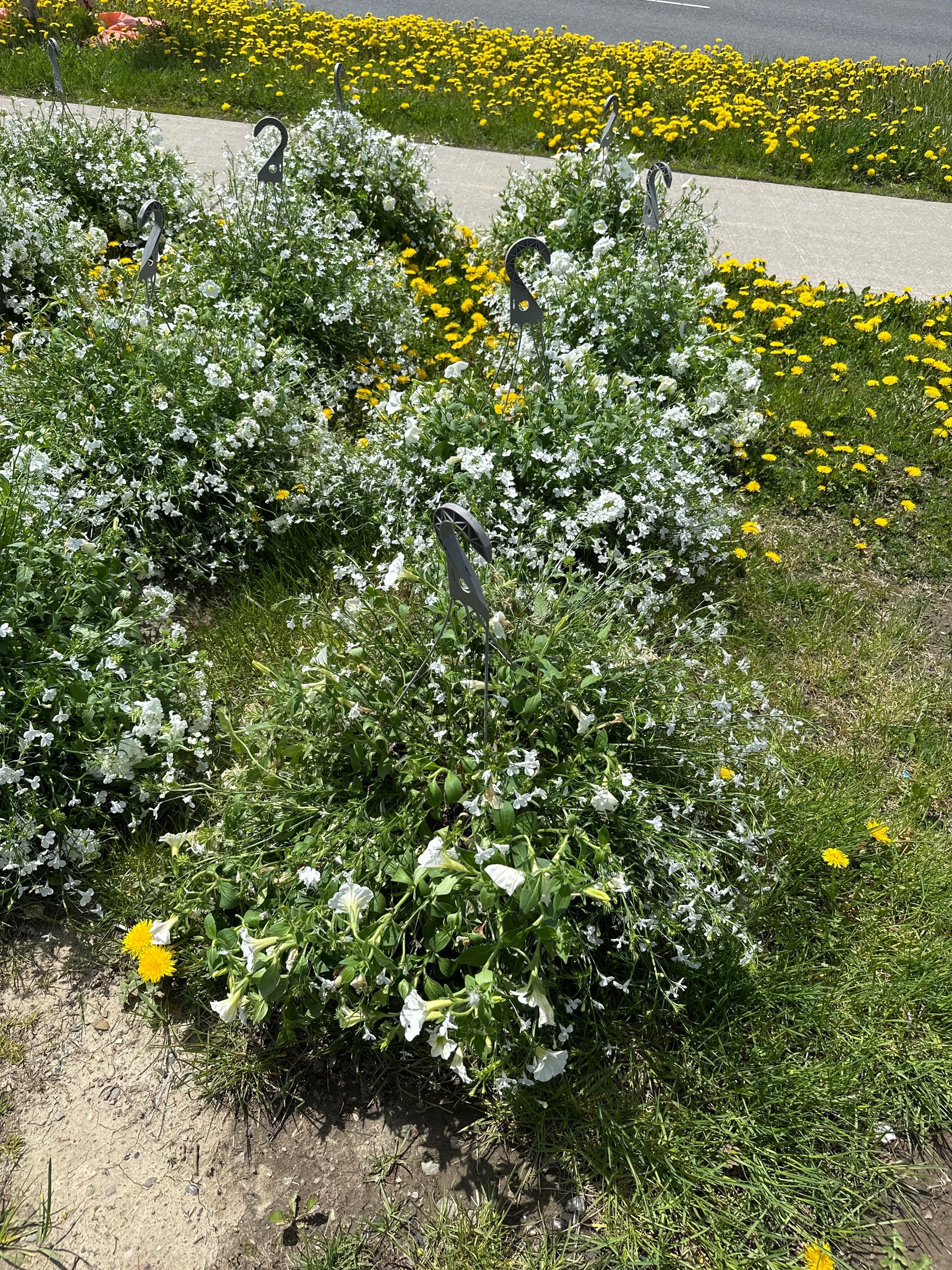 White Mixed Hanging Basket