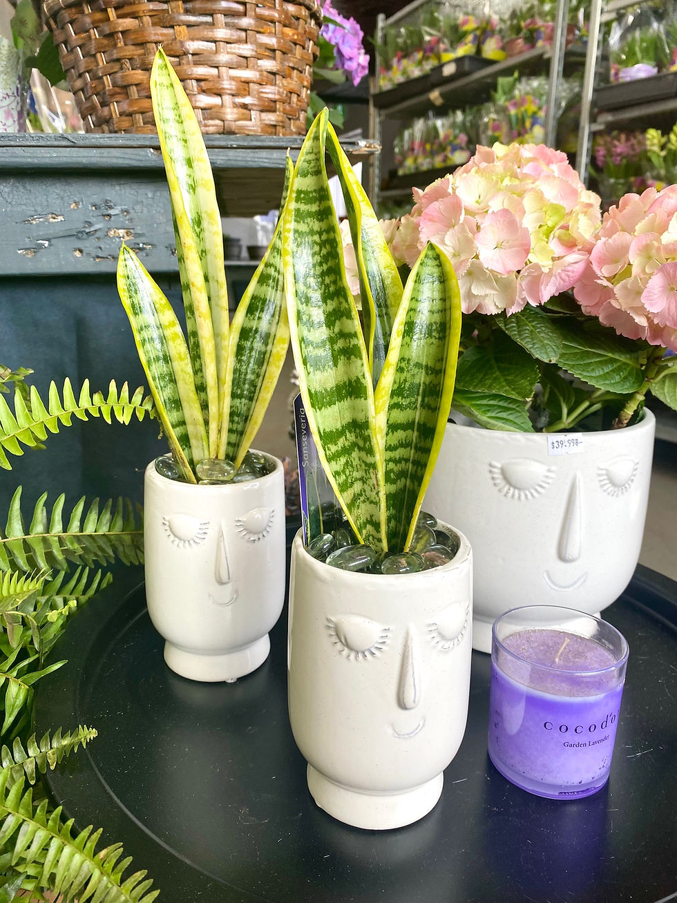 Thumbnail: 4” Potted Snake Plant 