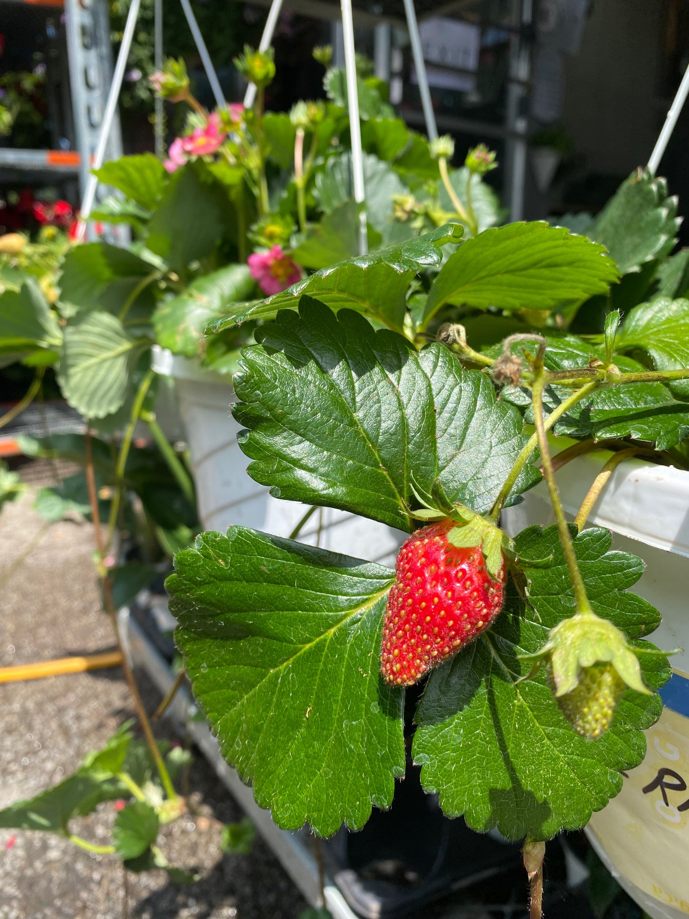 10” Strawberry Hanging Basket 