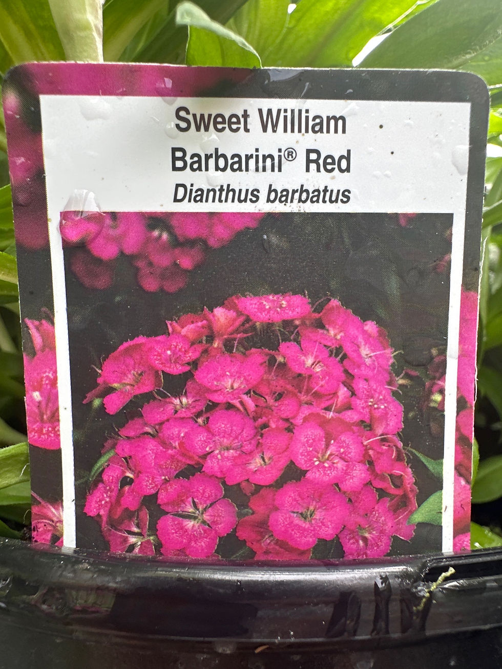 Thumbnail: Sweet William(Dianthus barbatus)