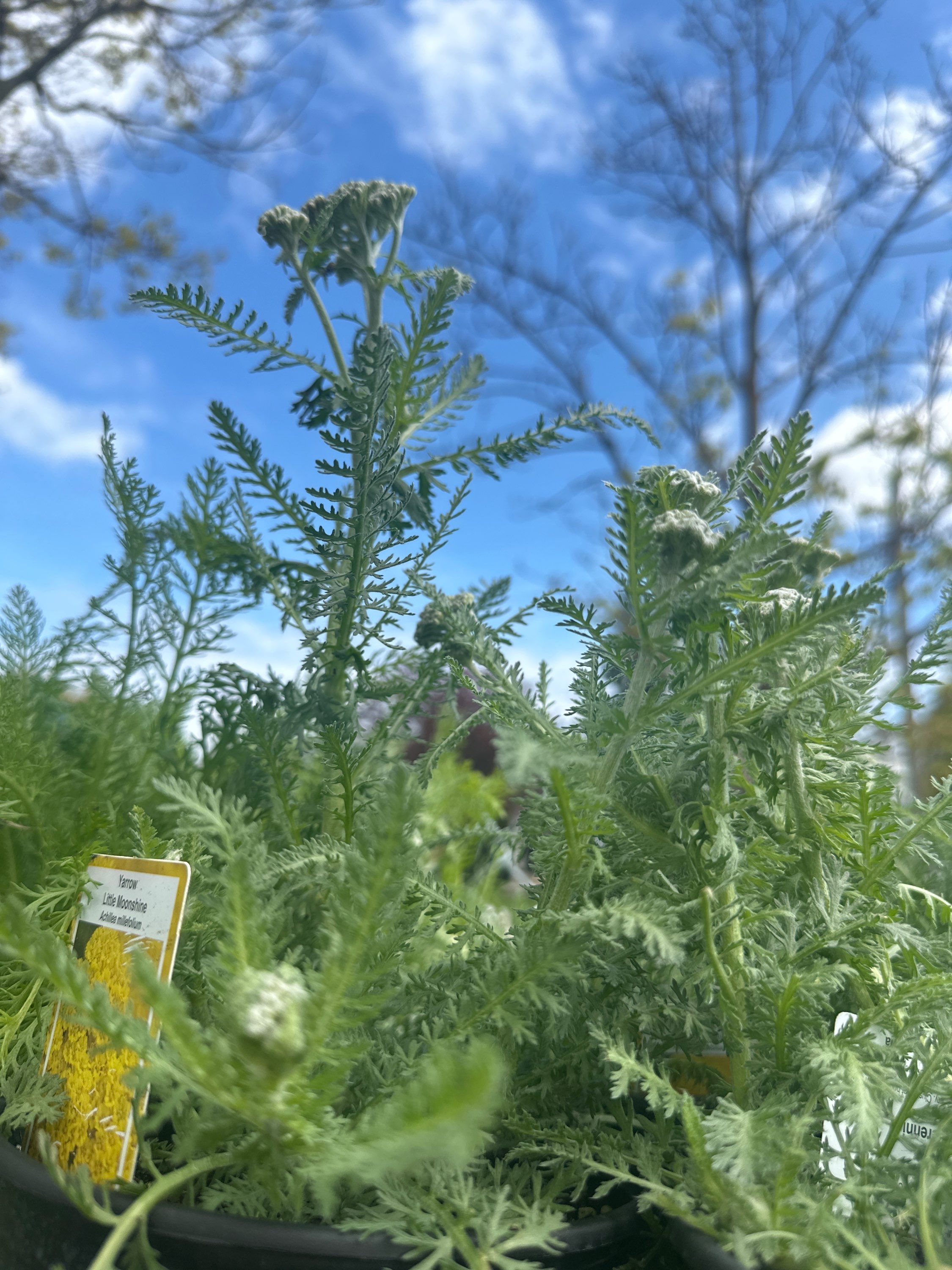 Yarrow(Achillea millefolium)