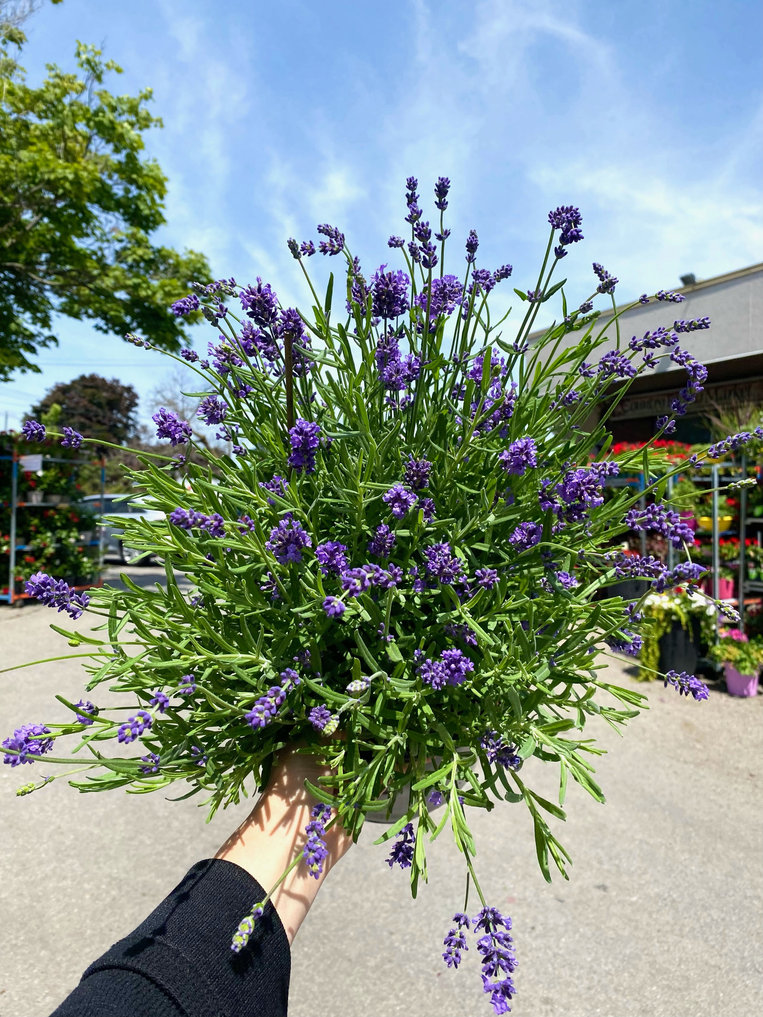 English Lavender (Lavandula angustifolia)