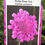 Thumbnail: Pincushion Flower(Scabiosa columbaria)