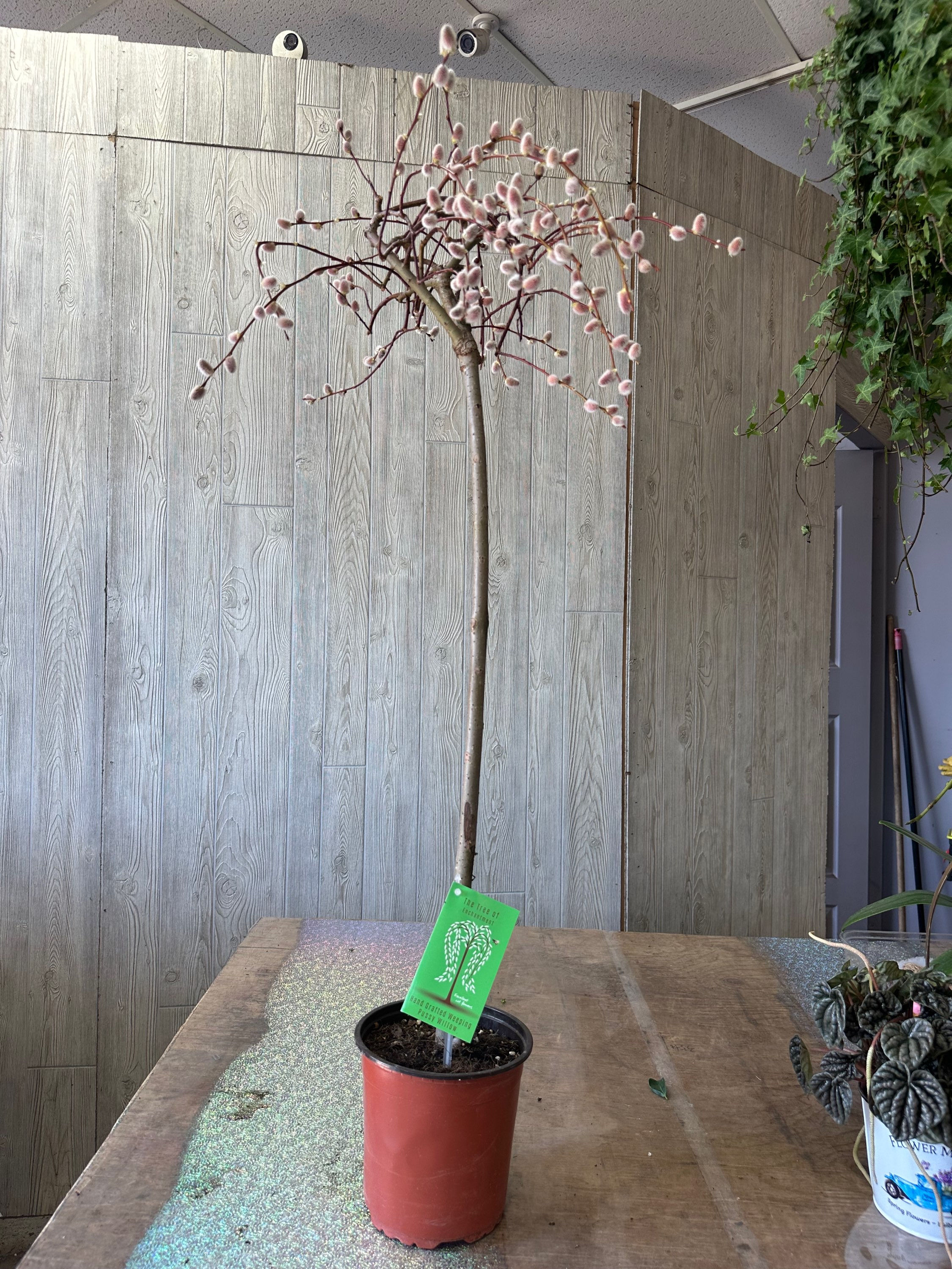 Weeping pussy willow tree 