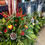 Thumbnail: 16” Festive Planter 
