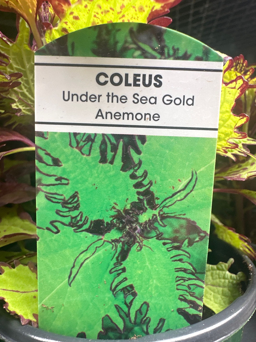 Thumbnail: Under the Sea Coleus