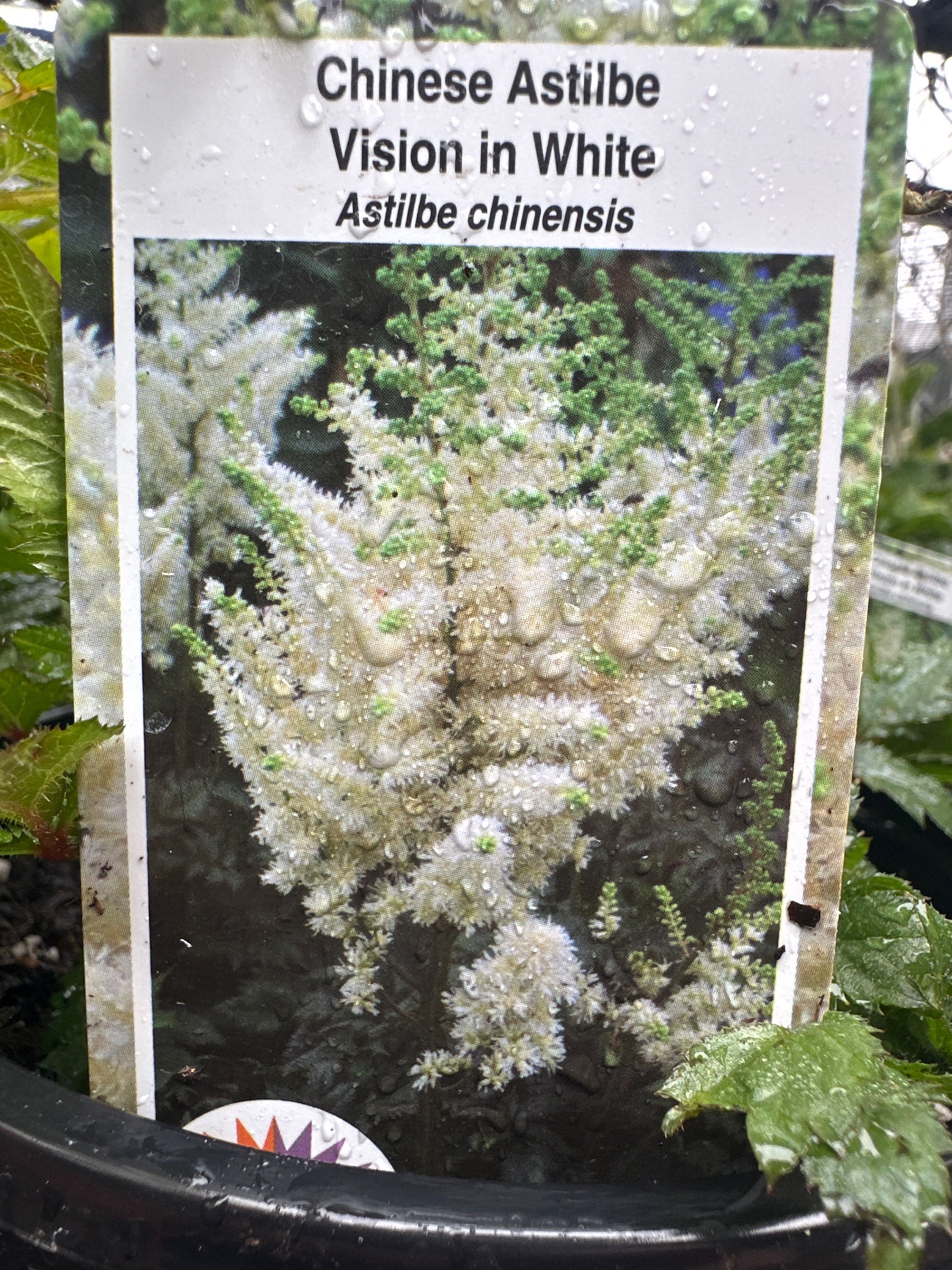 Chinese Astilbe(Astilbe chinensis)