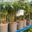 Thumbnail: Peony Shrub