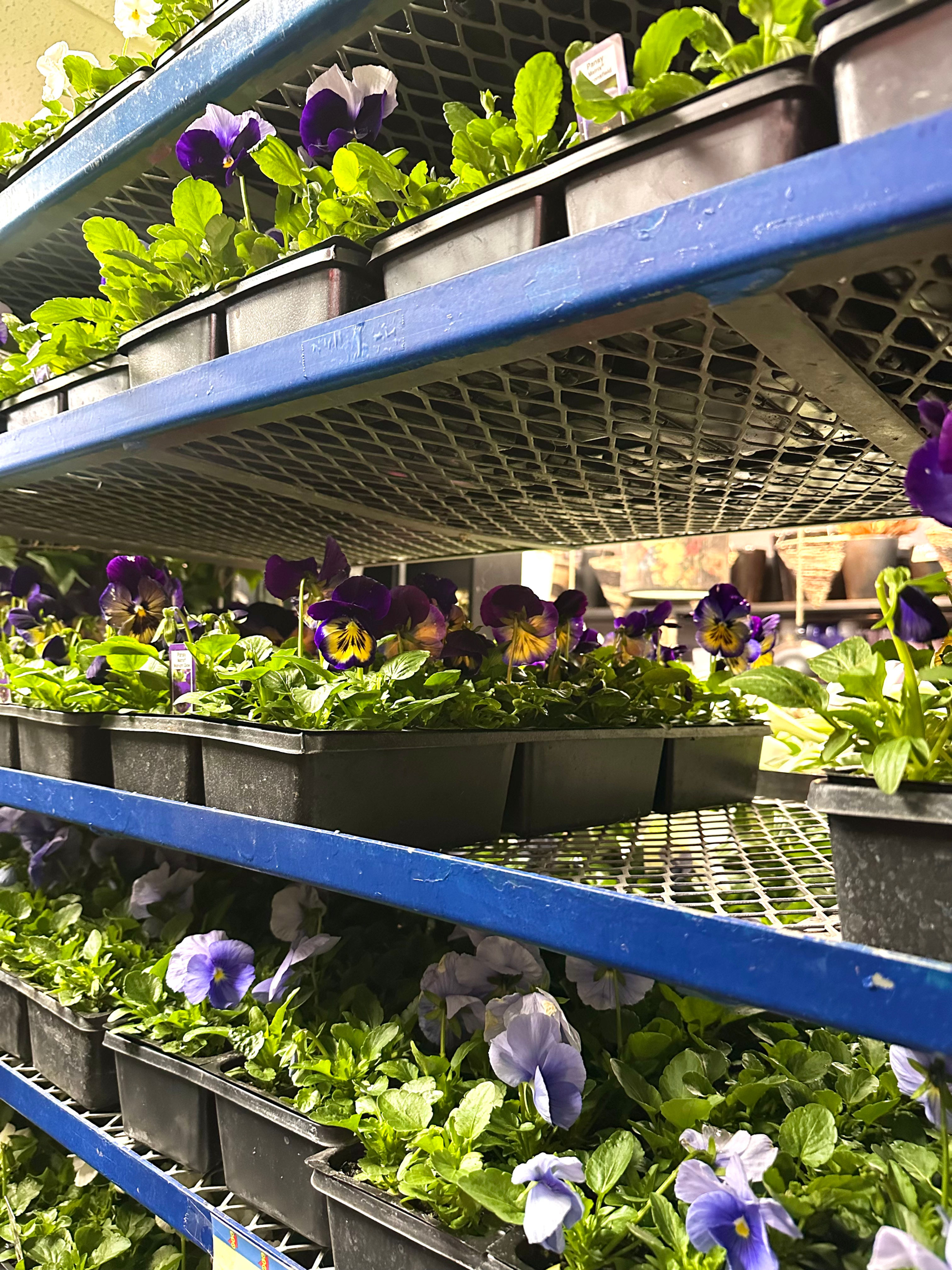 Pansy Cell Pack Tray 