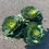 Thumbnail: 10” Ornamental Cabbage 