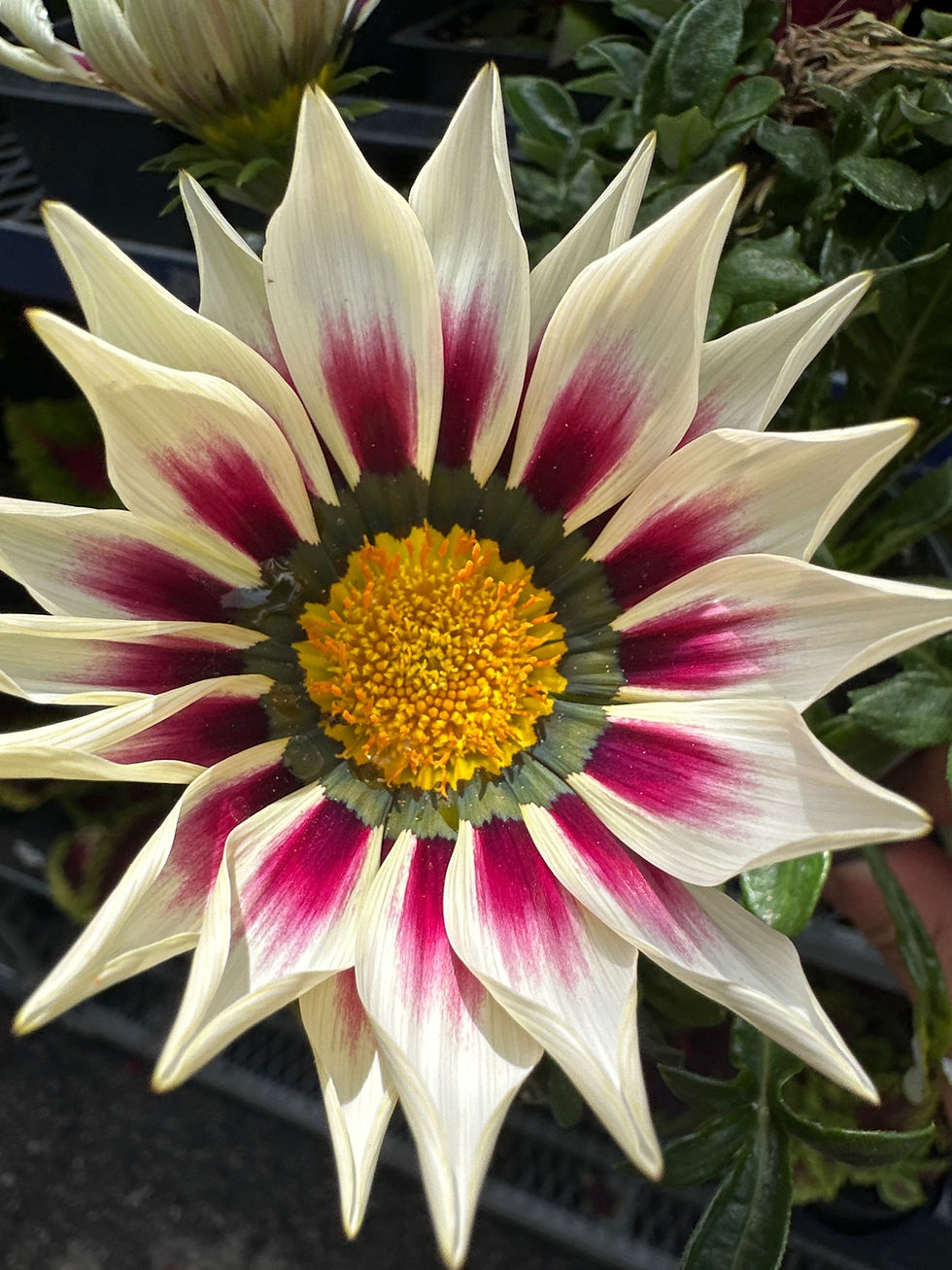 Thumbnail: Gazania