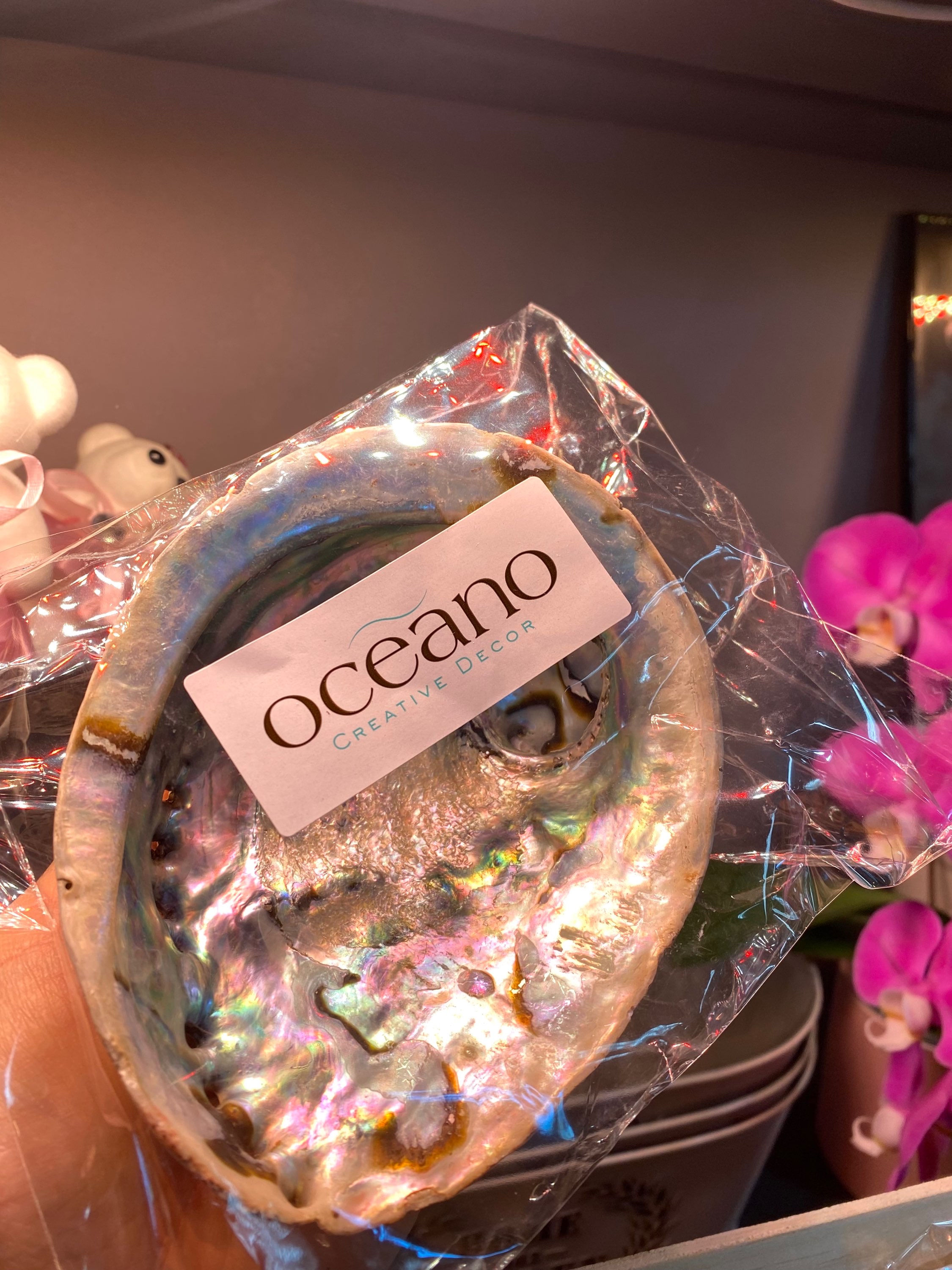 Large Abalone Natural 